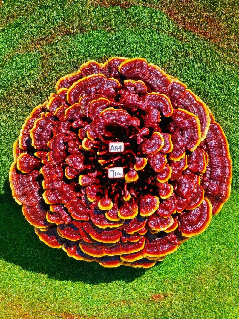 特大灵芝摆件灵芝进宅吉祥发财灵芝大摆件