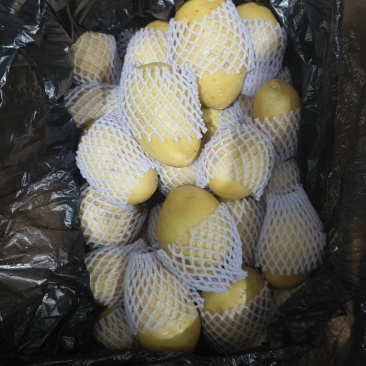 滕州冷库精品V7沃土荷兰都有货