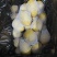 滕州冷库精品V7沃土荷兰都有货