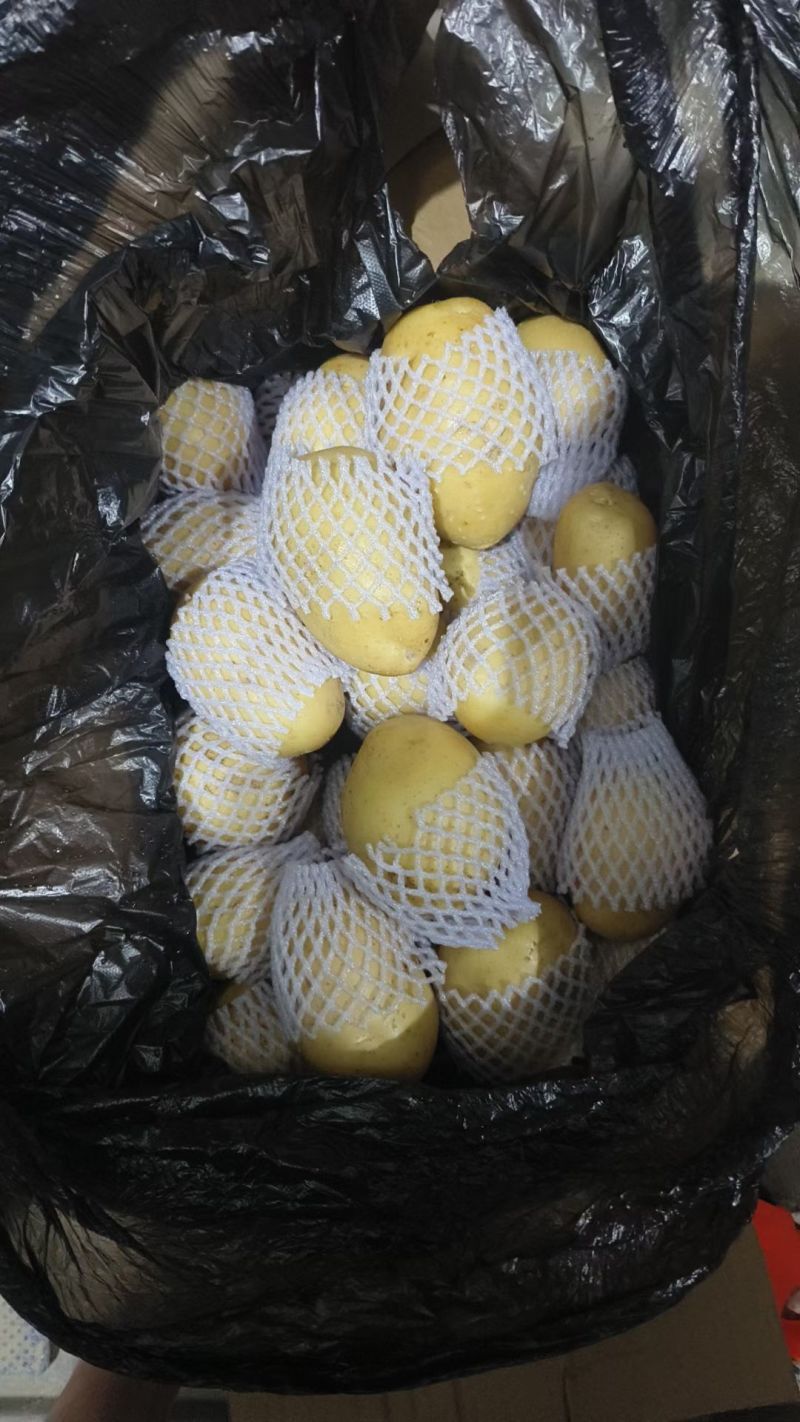 滕州冷库精品V7沃土荷兰都有货