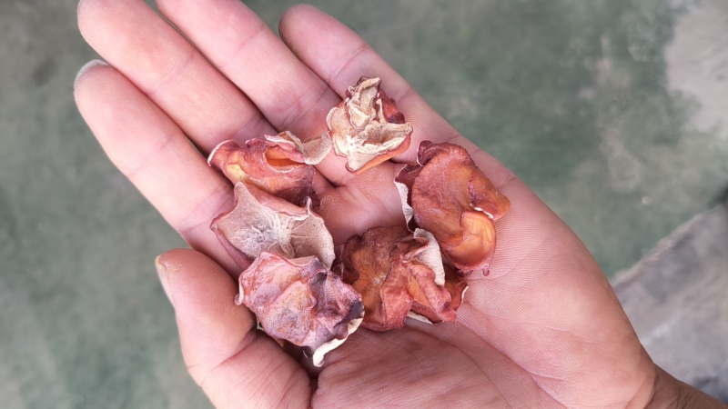 粉木耳，贵妃耳农场直销大量现货大片儿中片儿小片儿