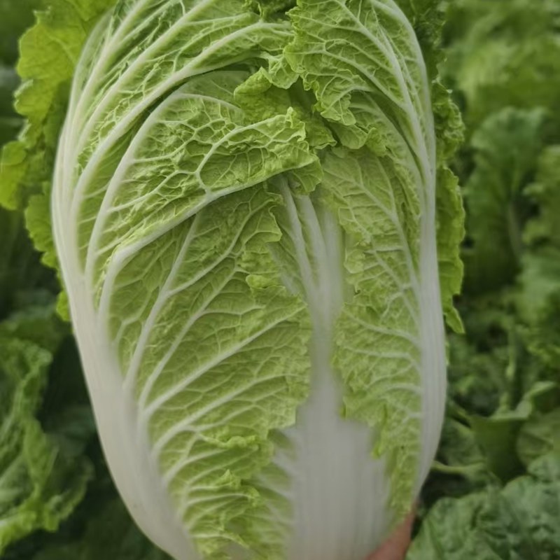 基地大白菜品质优良规格齐全各种蔬菜都有需要联系