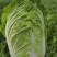 基地大白菜品质优良规格齐全各种蔬菜都有需要联系