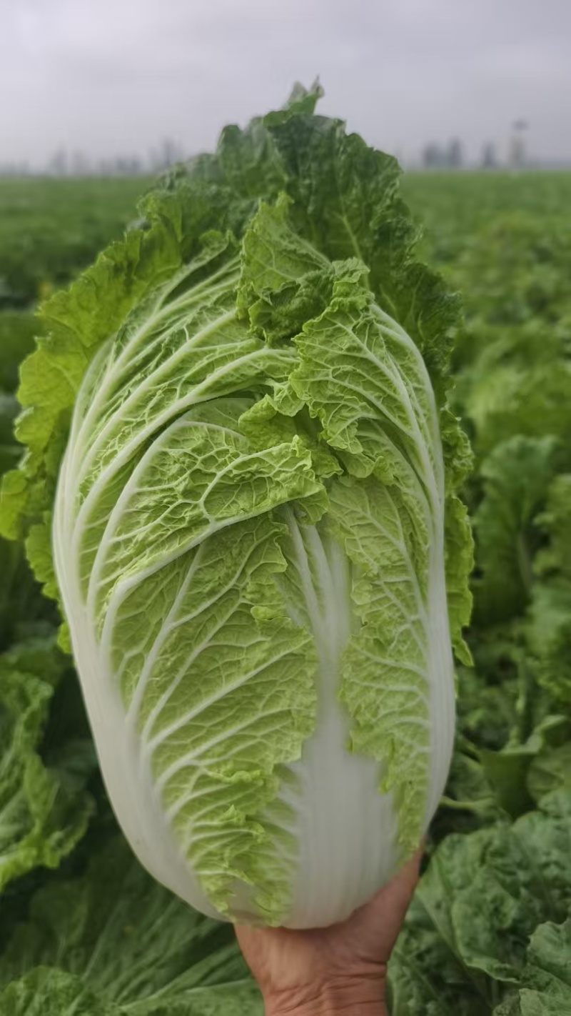 基地大白菜品质优良规格齐全各种蔬菜都有需要联系