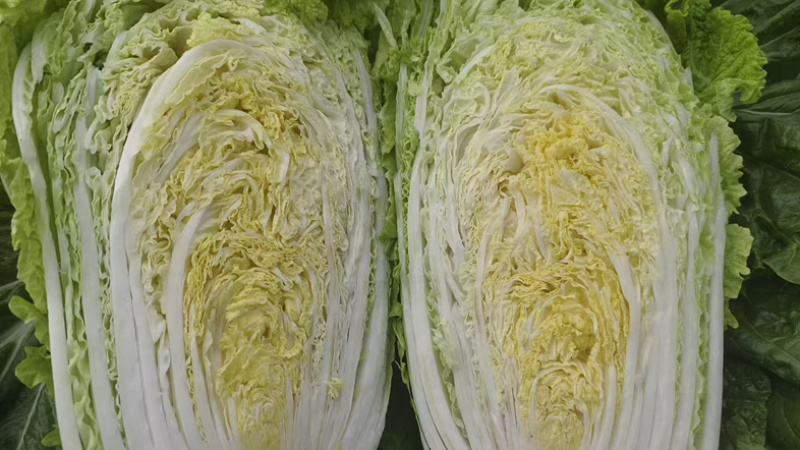 基地大白菜品质优良规格齐全各种蔬菜都有需要联系
