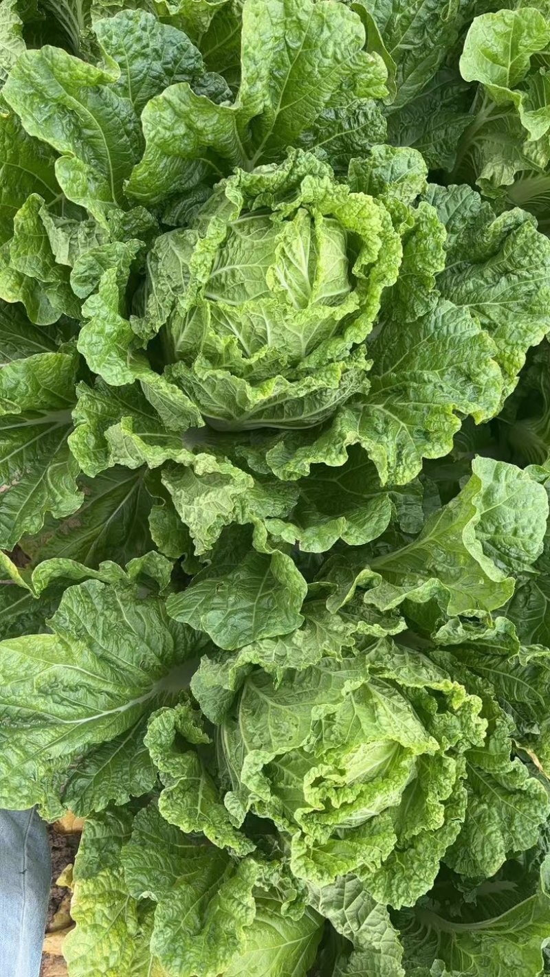 基地大白菜品质优良规格齐全各种蔬菜都有需要联系