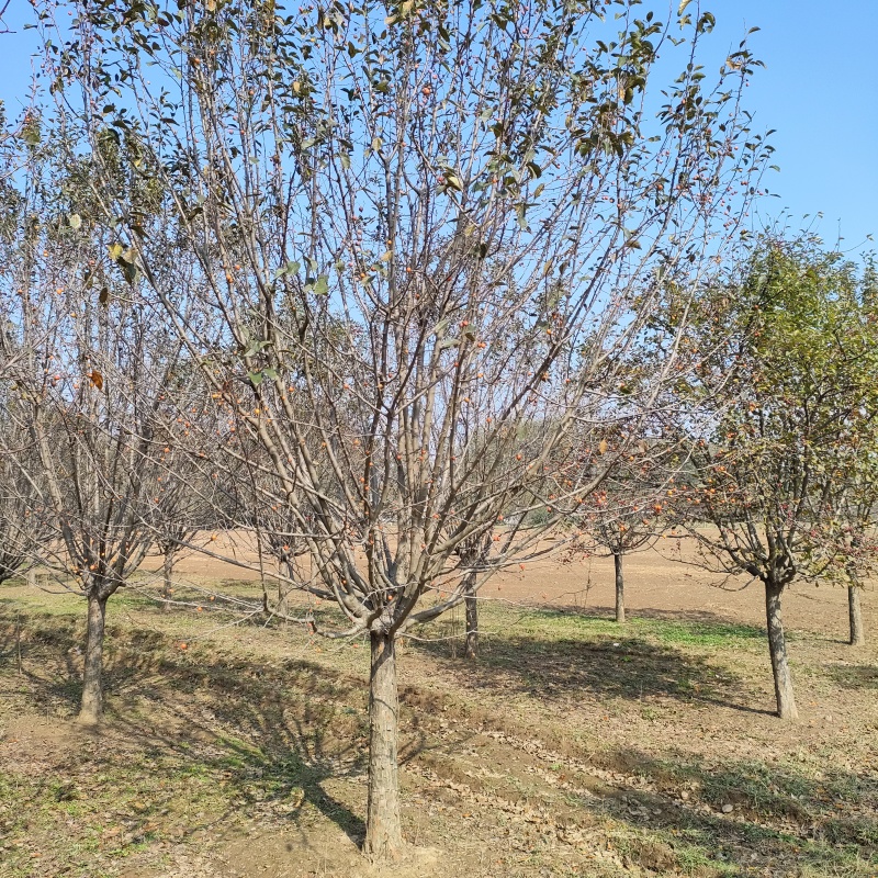亚当海棠1--15公分，现挖现发，苗圃货源，全国发货