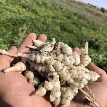 螺丝菜