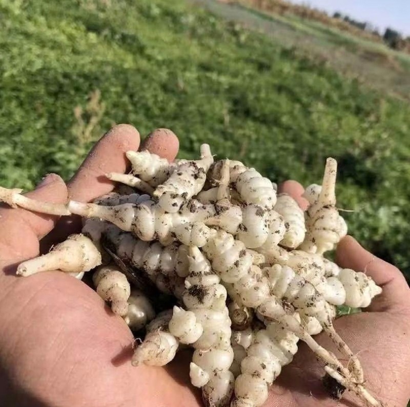 螺丝菜