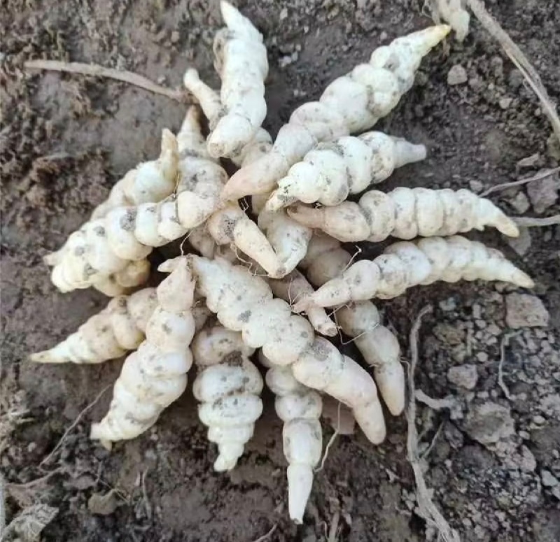 螺丝菜