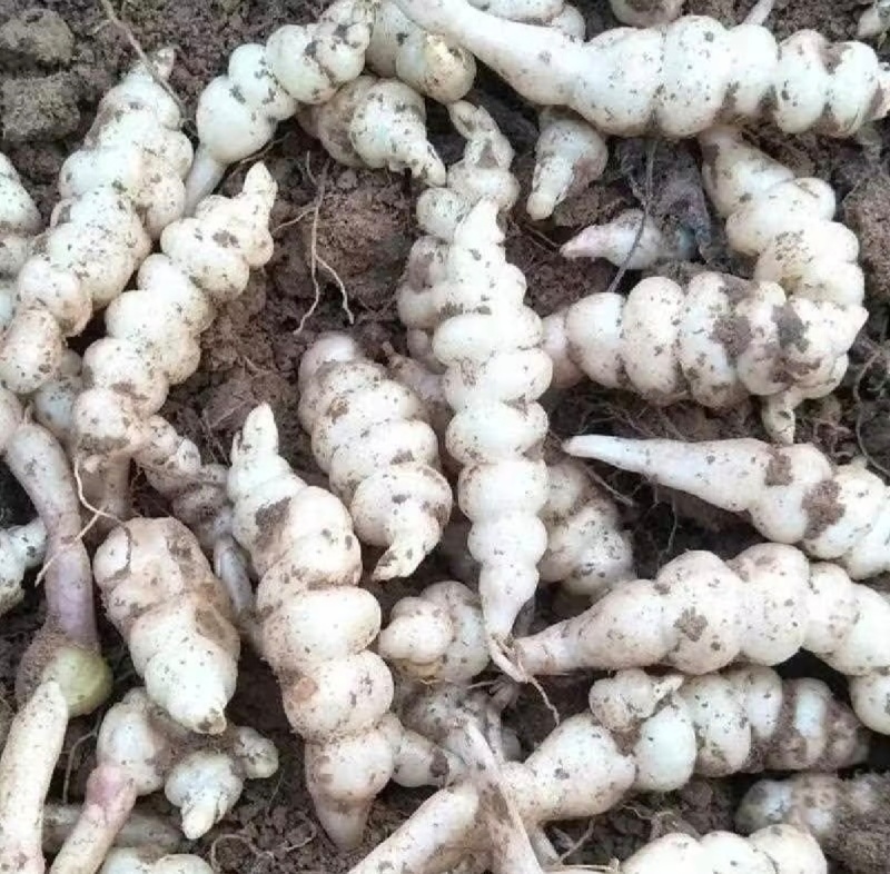 螺丝菜