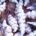 螺丝菜