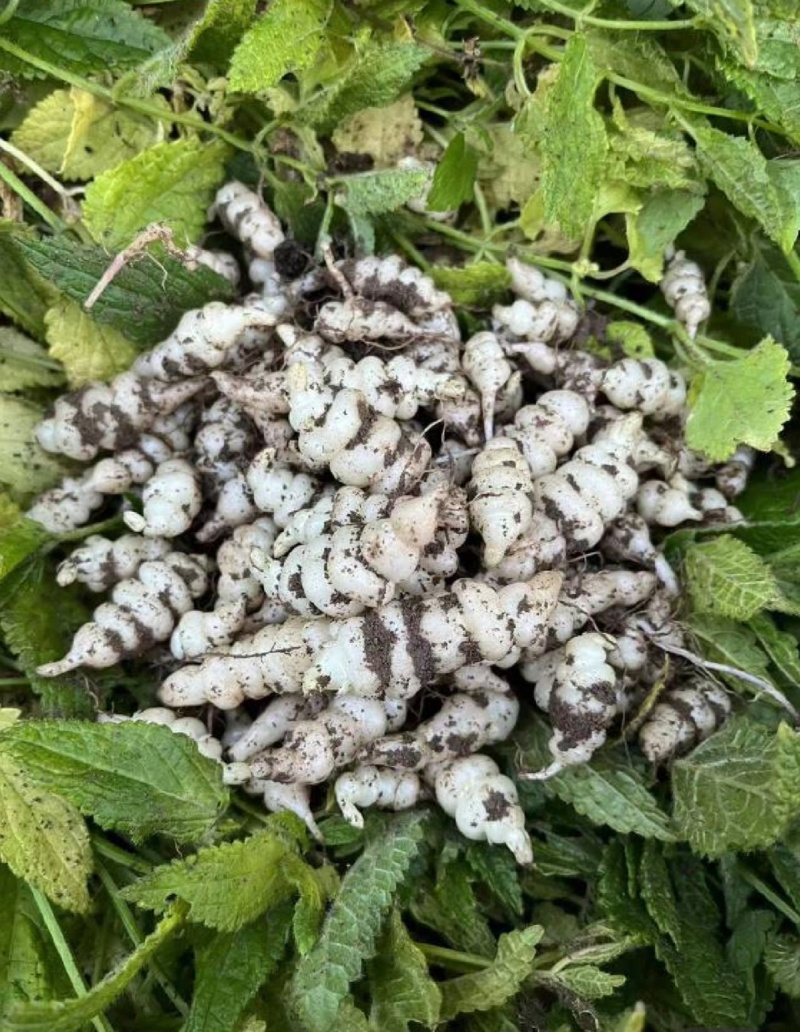 螺丝菜