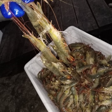 丹东东港东方虾批发批发价格