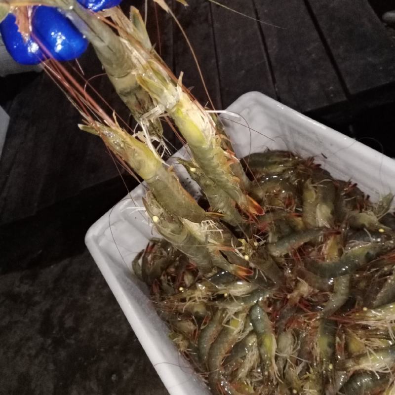 丹东东港东方虾批发批发价格