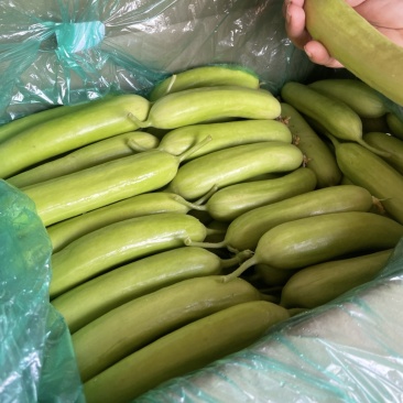 奶油黄瓜价格合适