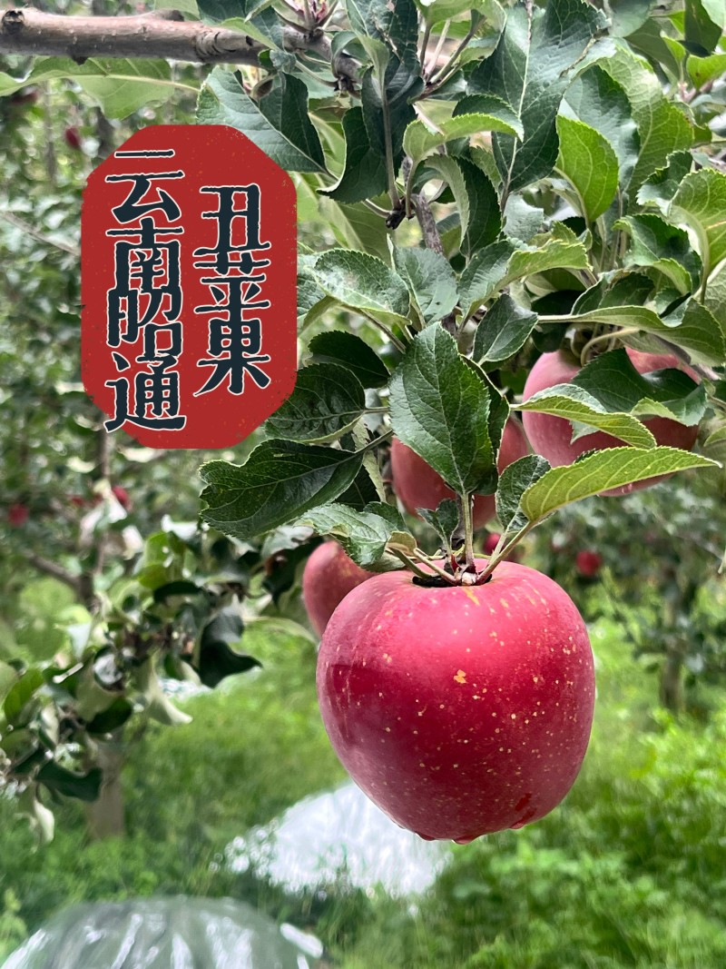 精品云南昭通冰糖心丑苹果质量保证诚信经营