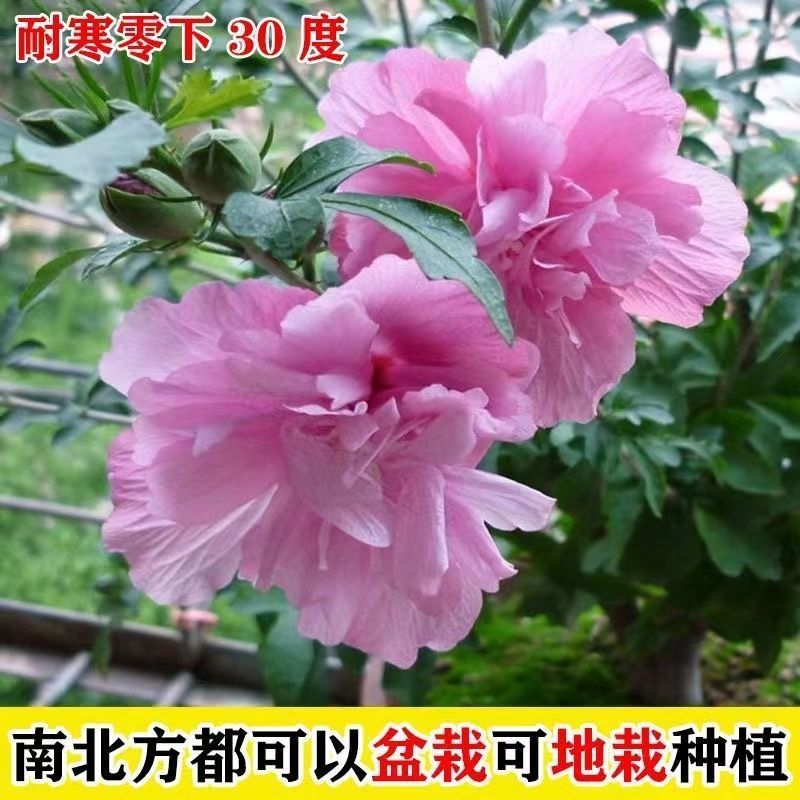 木槿，木槿带花苞重瓣可食用木槿树苗室内外盆栽植物好养四季
