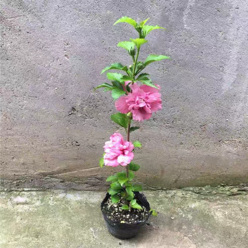 木槿，木槿带花苞重瓣可食用木槿树苗室内外盆栽植物好养四季
