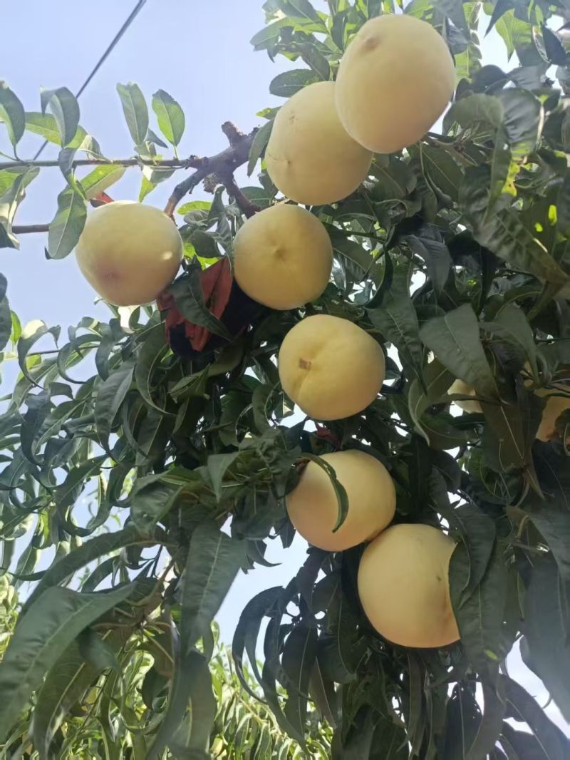 金秋红蜜，果园直供，口感好.甜度高，发全国