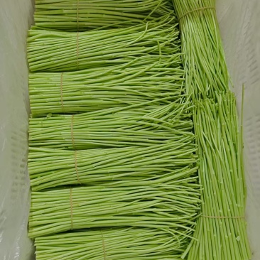芦蒿