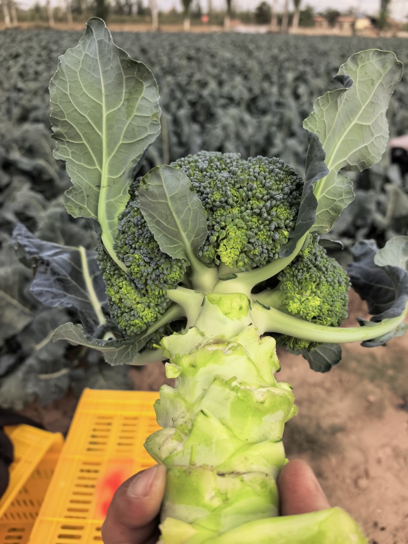 精品西兰花基地一手货源美青耐寒西兰花无烂头小米粒粗把