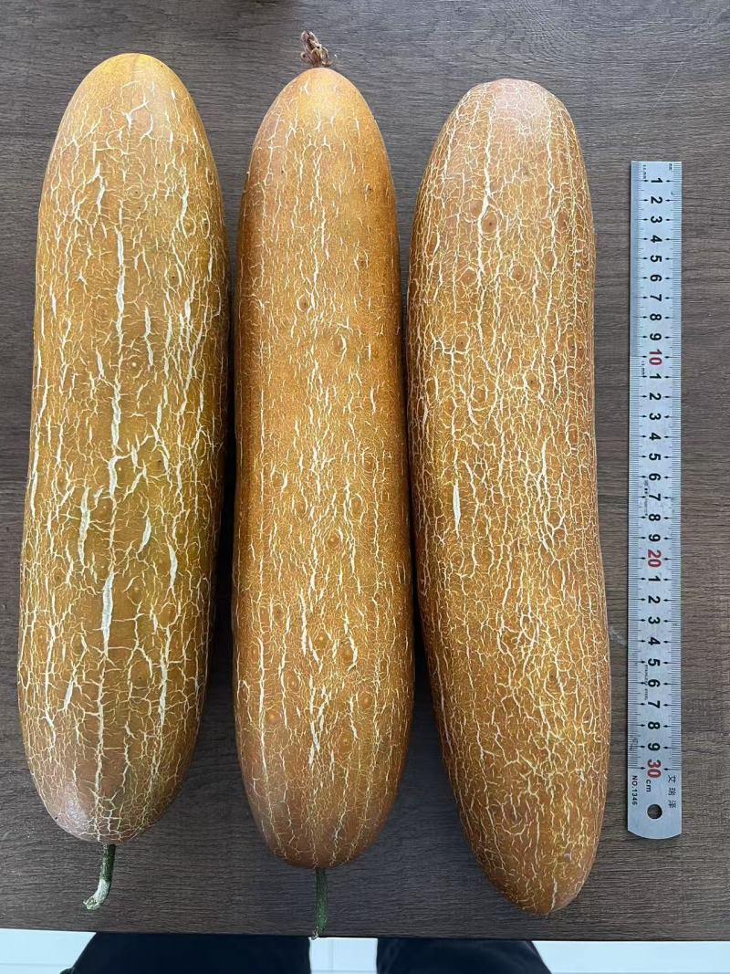 老黄瓜