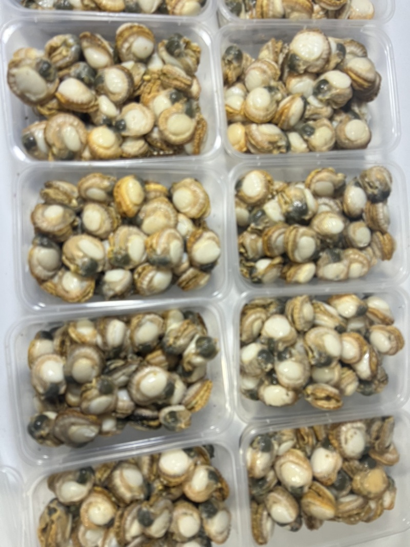 扇贝肉新鲜纯手工现剥扇贝肉