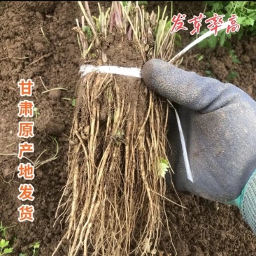 甘肃岷县精品当归苗