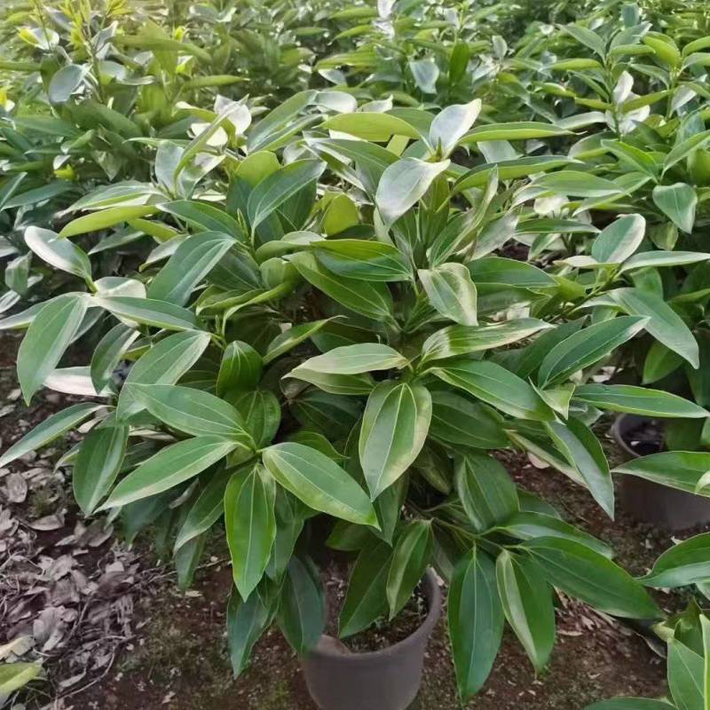 精品平安树自产自销没有中间商赚差价成都本地