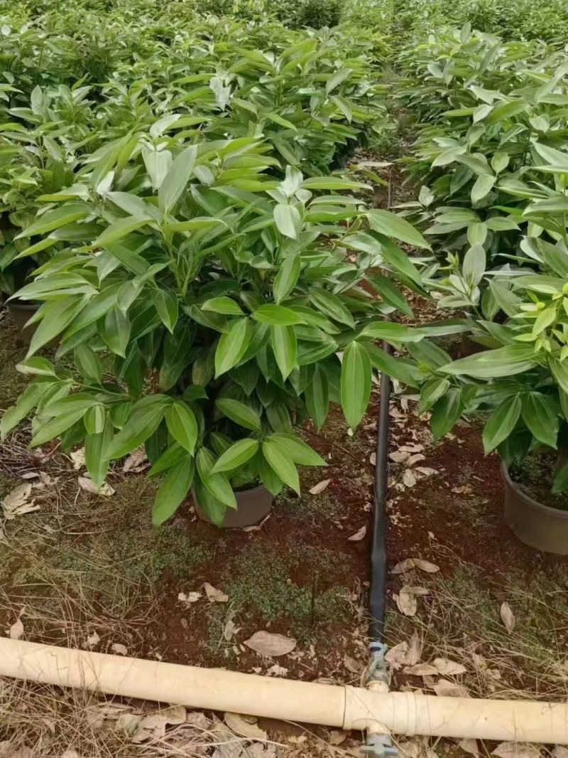 精品平安树自产自销没有中间商赚差价成都本地