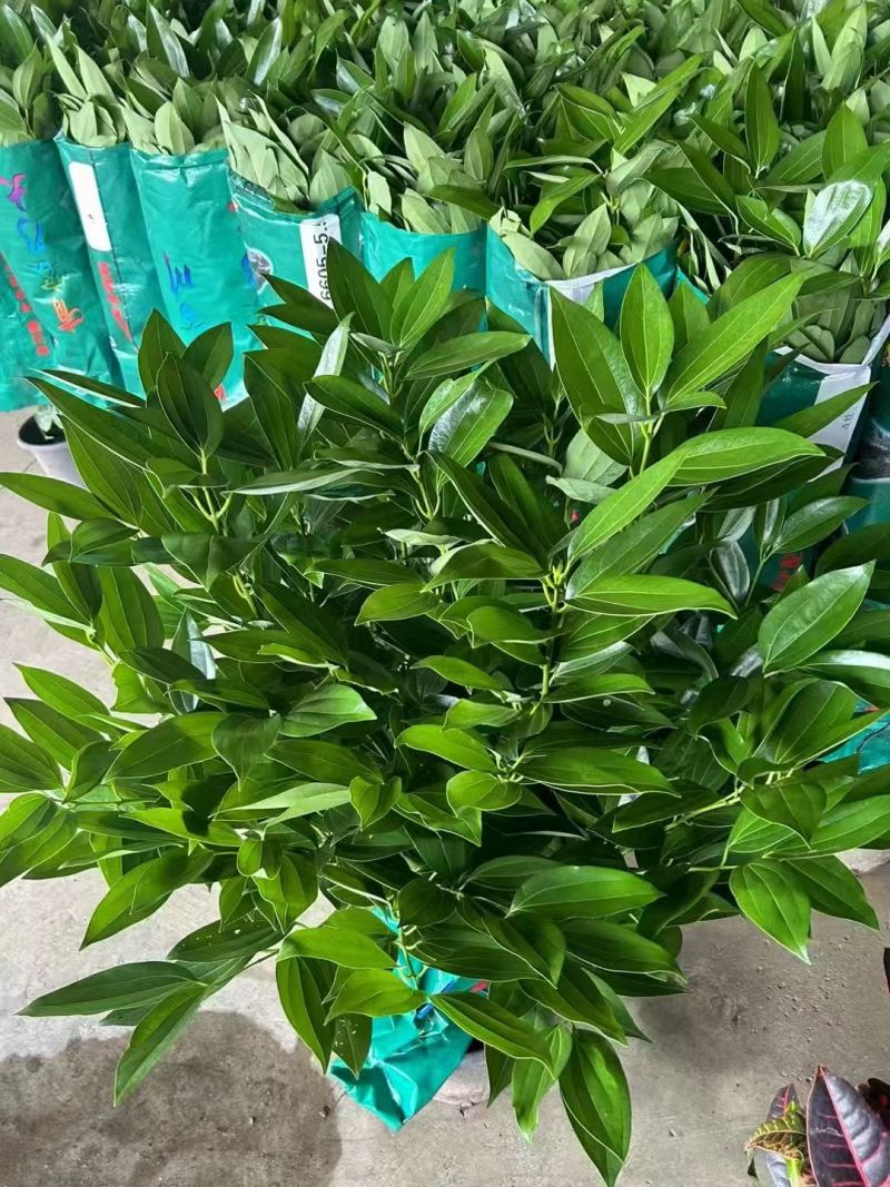 精品平安树自产自销没有中间商赚差价成都本地