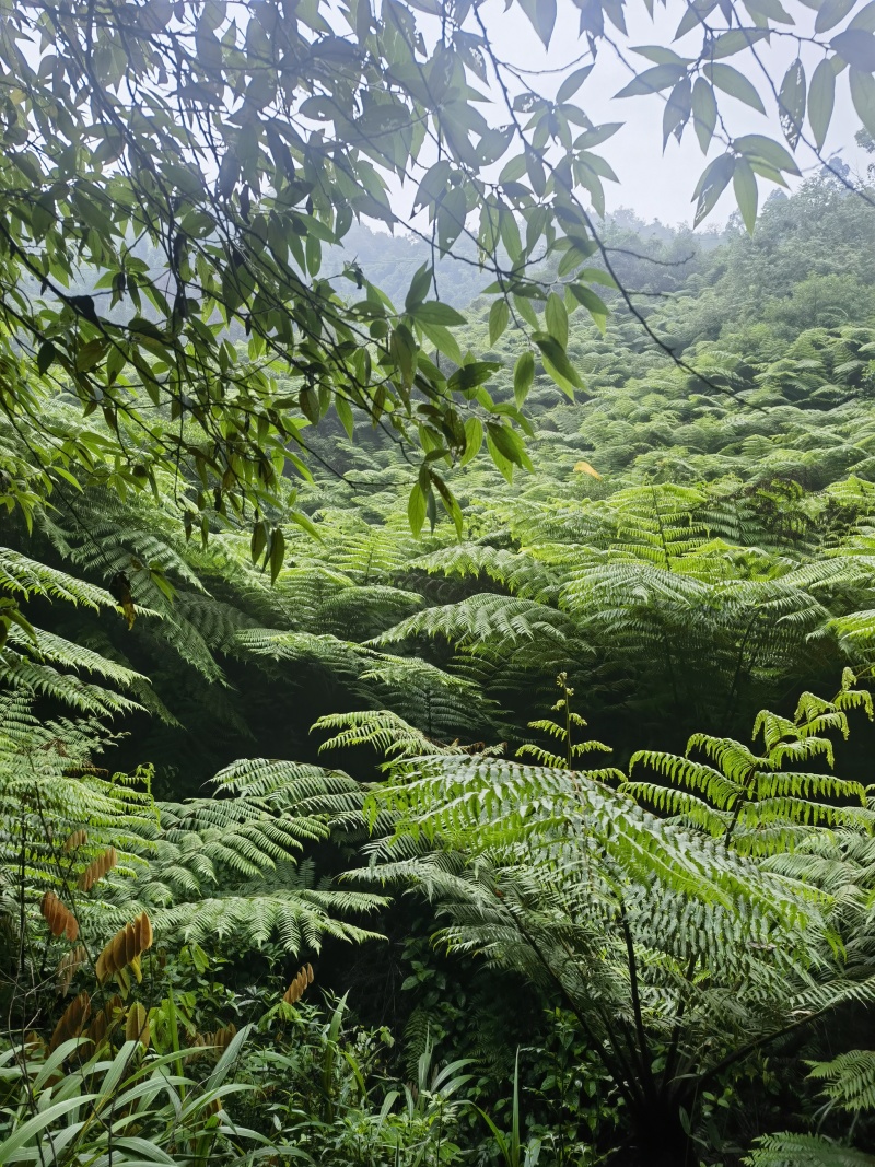 桫椤树