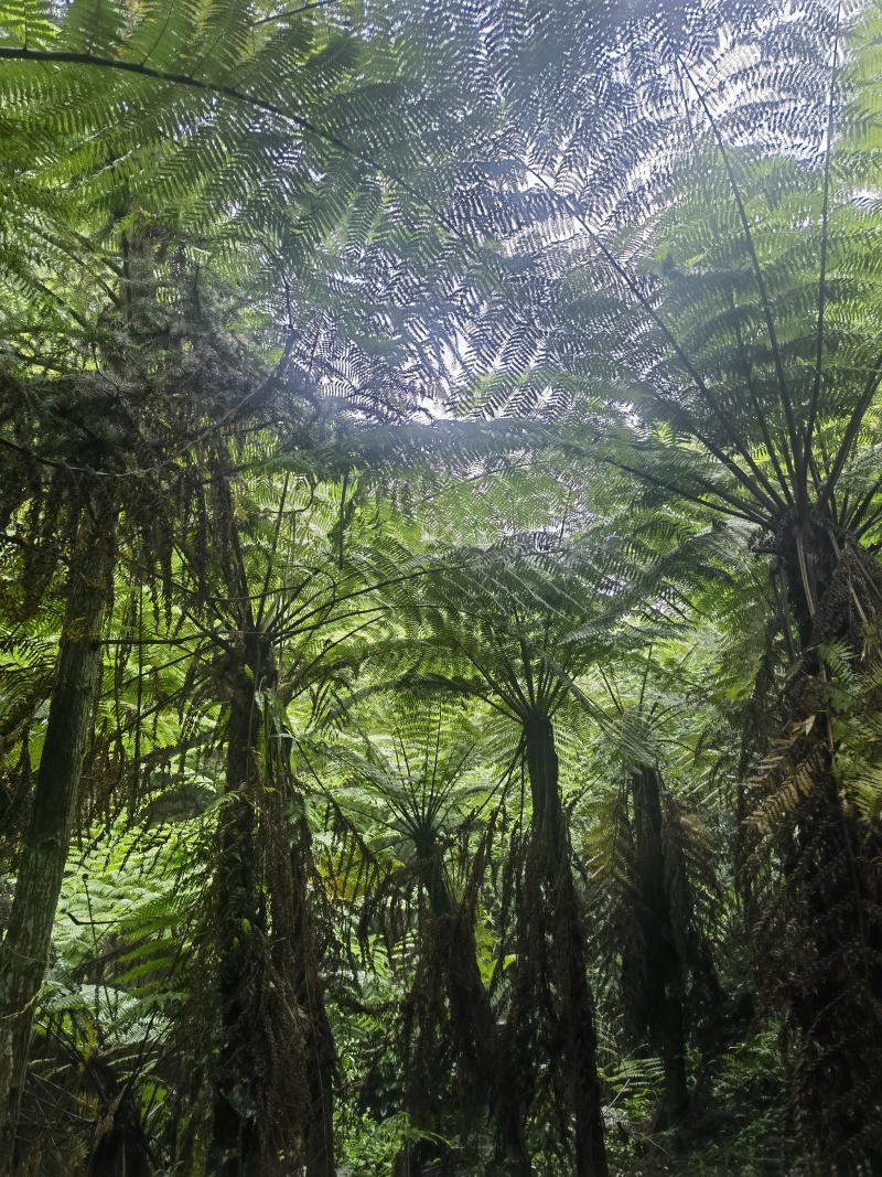 桫椤树