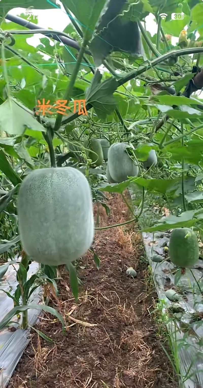 产地直发