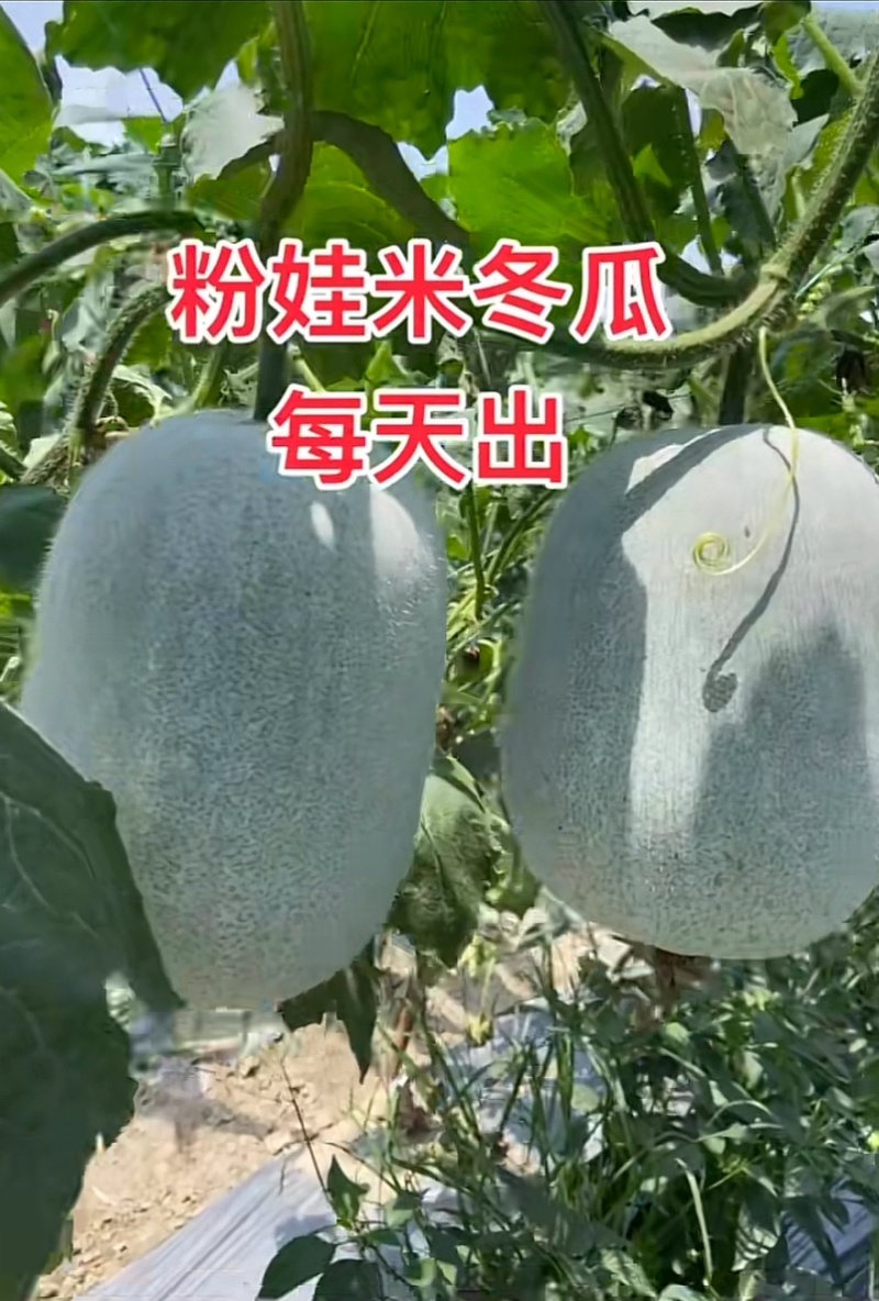 产地直发