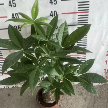 成都花卉十元模式配货