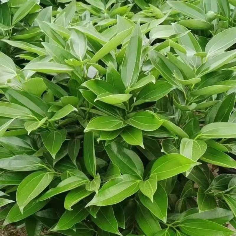 精品平安树基地直销