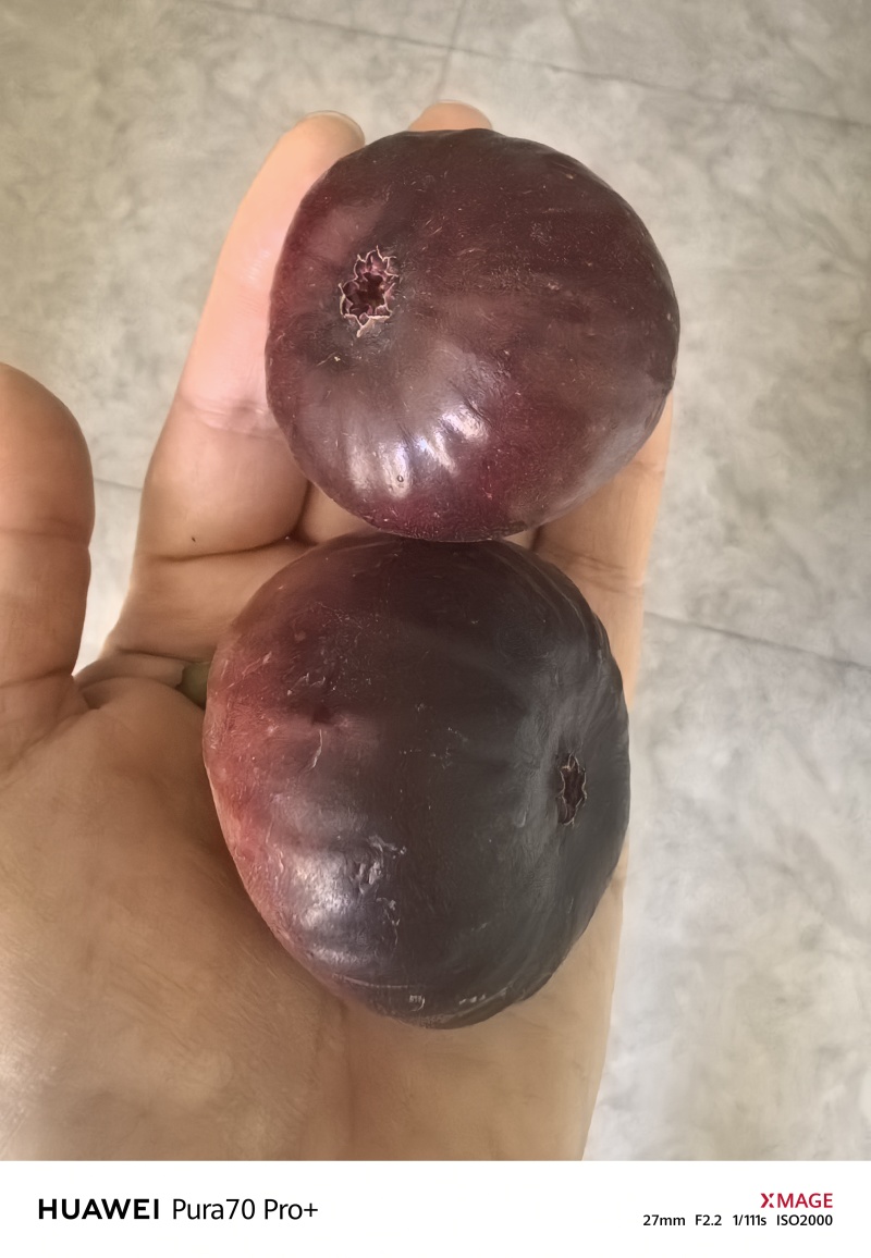 安徽淮南寿县多品种无花果苗