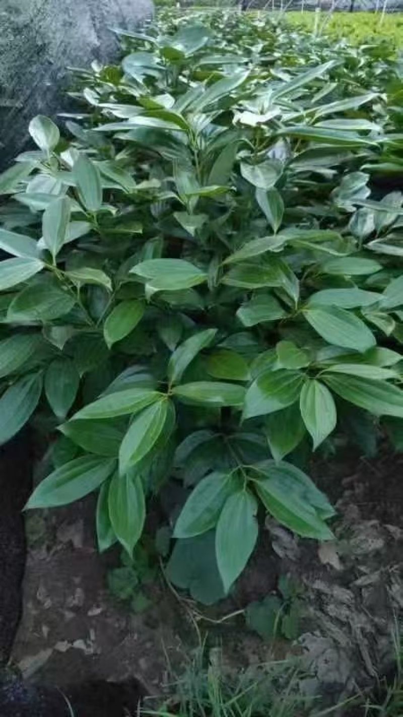 精品平安树基地直销