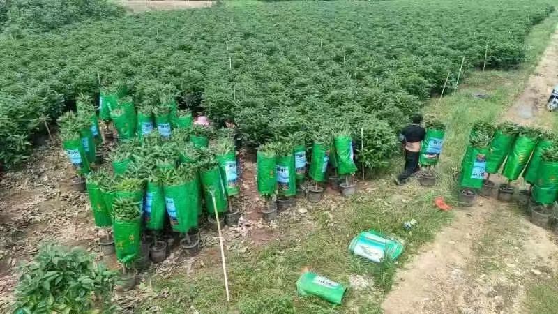精品平安树基地直销