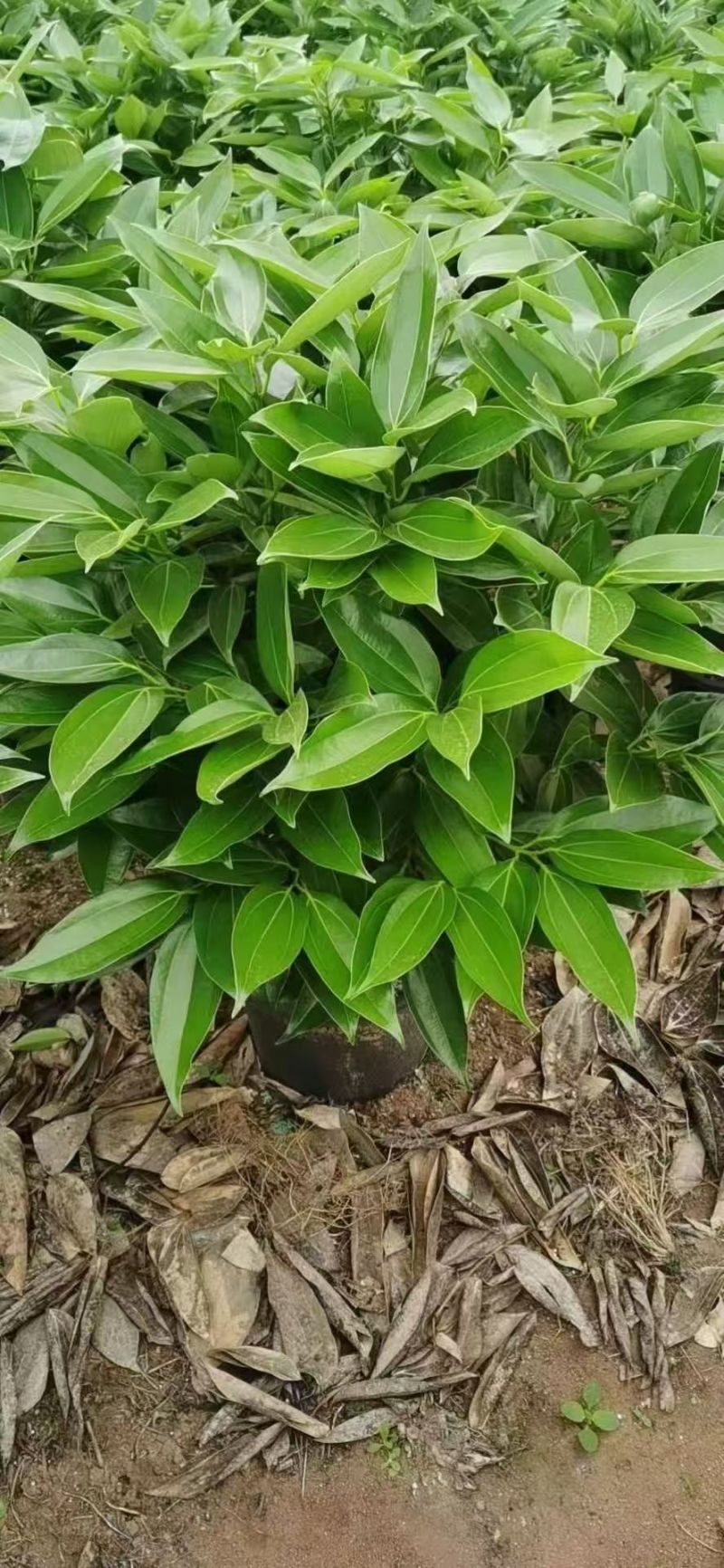 精品平安树基地直销