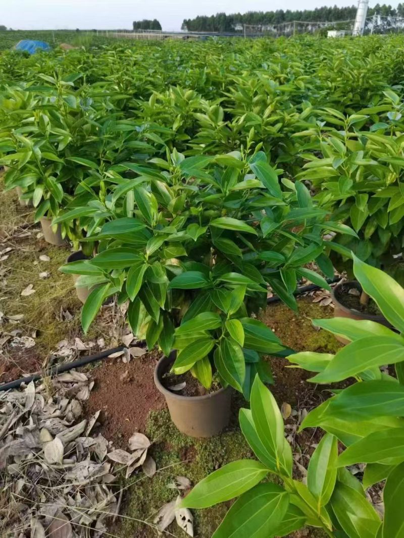 精品平安树基地直销