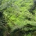 桫椤树