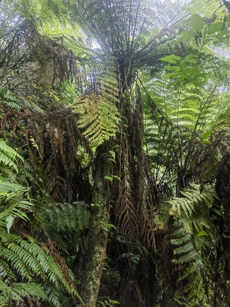 桫椤树