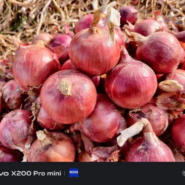 粉红2019甘肃产地一手货源个头皮毛一流