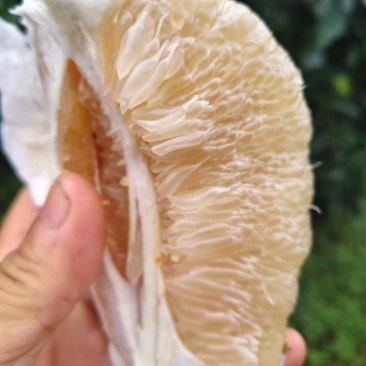 乐山白心柚产地直供，质量保证，货源充足，可视频看货。