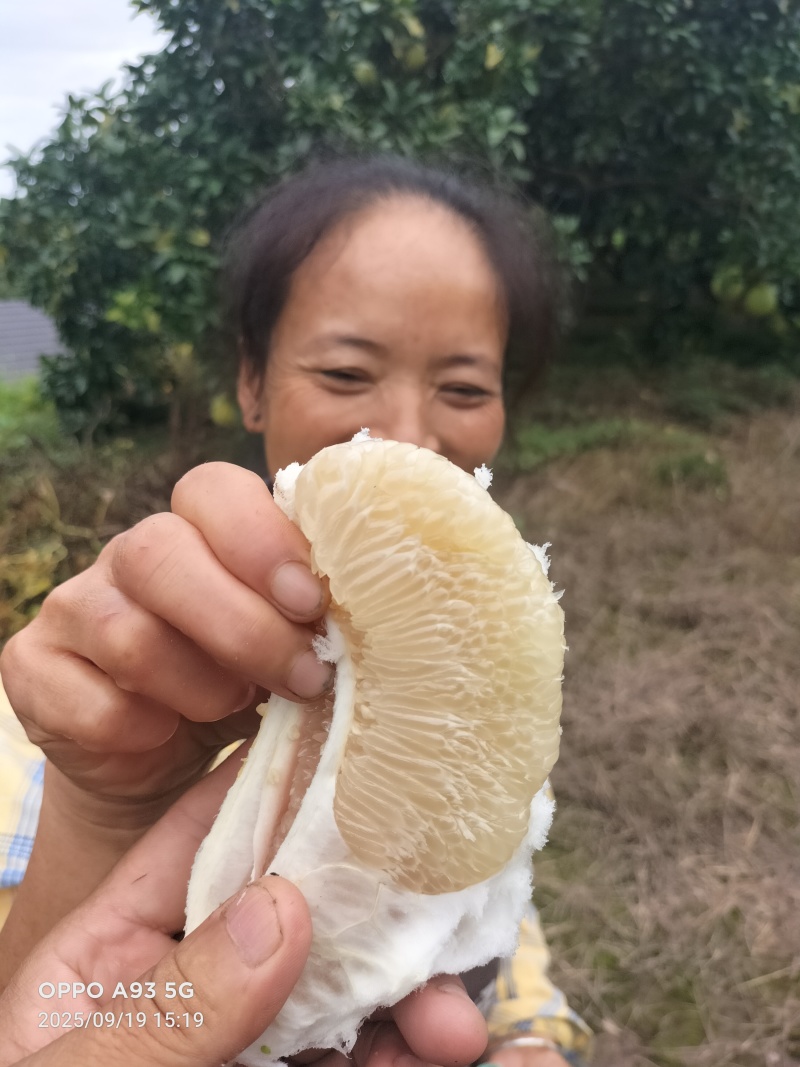 乐山白心柚产地直供，质量保证，货源充足，可视频看货。