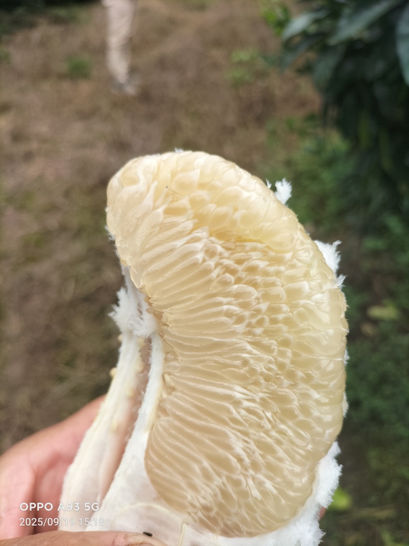 乐山白心柚产地直供，质量保证，货源充足，可视频看货。