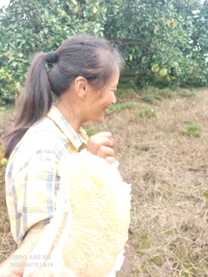 乐山白心柚产地直供，质量保证，货源充足，可视频看货。